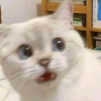 Аватарка пользователя Animerum
